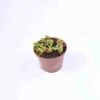 Dionaea Muscipula (dionée, Attrape-mouches De Vénus) Taille Pot De 0.7 Litre -Einhell Boutique 6403920ee38b19.52708324