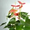 Anthurium Andreanum Rose Colorado (anthure Flamant Rose, Langue De Feu) Taille Pot De 2 Litres - 50/70 Cm -Einhell Boutique 6403921701c7c0.12352344