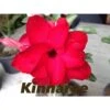 Adenium Obesum Cv.kinnaree Rouge - Taille Caudex D'environ 2000g 25/30cm Très Gros Caudex 1 Adenium Obesum Cv.kinnaree Rouge - Taille Caudex D'environ 2000g 25/30cm Très Gros Caudex -Einhell Boutique 64039219db31e5.17216600