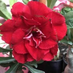 Adenium Obesum Cv.nakarad Red Rouge - Taille Caudex D'environ 300g 20/25cm -Einhell Boutique 6403921d23e9a1.18763702