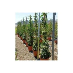 Stephanotis Floribunda (jasmin De Madagascar) Taille Pot De 2 Litres ? 40/60 Cm 5 Stephanotis Floribunda (jasmin De Madagascar) Taille Pot De 2 Litres ? 40/60 Cm -Einhell Boutique 6403921eb40e05.86912284