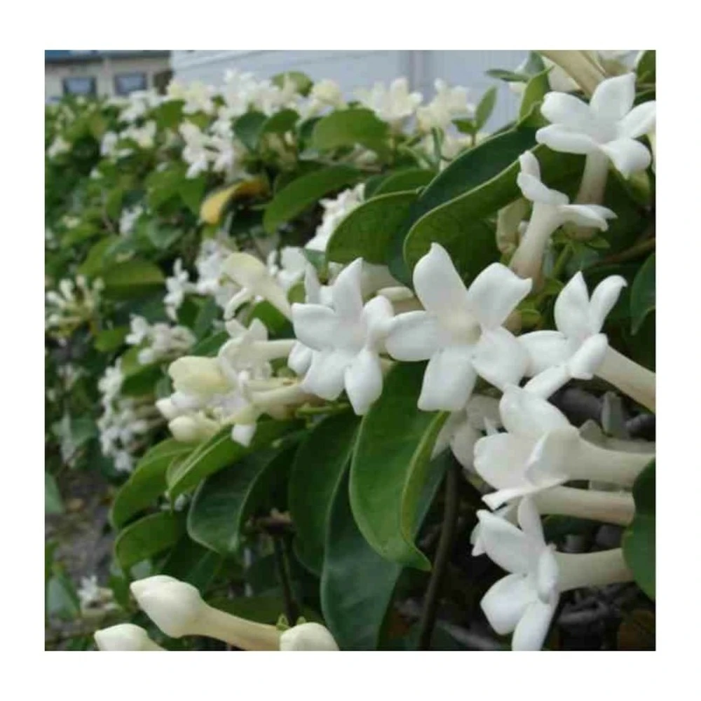 Stephanotis Floribunda (jasmin De Madagascar) Taille Pot De 2 Litres ? 40/60 Cm 3 Stephanotis Floribunda (jasmin De Madagascar) Taille Pot De 2 Litres ? 40/60 Cm