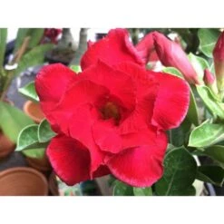 Adenium Obesum Cv. Udomsap Double Rouge - Taille Caudex D'environ 2000g 25/30cm Très Gros Caudex 5 Adenium Obesum Cv. Udomsap Double Rouge - Taille Caudex D'environ 2000g 25/30cm Très Gros Caudex -Einhell Boutique 6403922168ca53.28441645