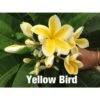 Plumeria Rubra "yellow Bird" (frangipanier) Jaune - Taille Pot De 2 Litres ? 20/30 Cm 2 Plumeria Rubra "yellow Bird" (frangipanier) Jaune - Taille Pot De 2 Litres ? 20/30 Cm -Einhell Boutique 6403922eb20438.45388353