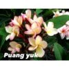 Plumeria Rubra "puang Yuk" (frangipanier) Jaune - Taille Pot De 2 Litres ? 20/30 Cm -Einhell Boutique 640392302e5ed3.27654074