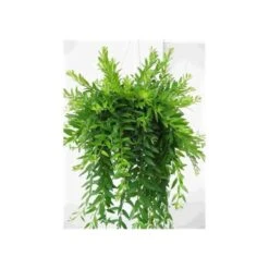 Aeschynanthus Hybride "japhrolepis" Taille Pot De 2 Litres - 20/60 Cm - Rouge 5 Aeschynanthus Hybride "japhrolepis" Taille Pot De 2 Litres - 20/60 Cm - Rouge -Einhell Boutique 6403923301bdf2.16638163