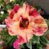 Adenium Obesum Cv.maree R Orange - Taille Caudex D'environ 150g