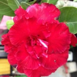 Adenium Obesum Cv.triple Red Rouge - Taille Caudex D'environ 150g