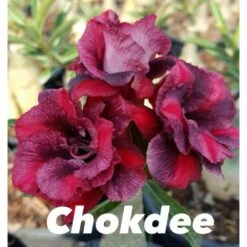Adenium Obesum Cv.chokdee Violet - Taille Caudex D'environ 2000g 25/30cm Très Gros Caudex -Einhell Boutique 6403923fd73951.07023730