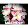 Plumeria Rubra "miss Pratum" (frangipanier) Taille Pot De 2 Litres ? 20/30 Cm - Tricolor 2 Plumeria Rubra "miss Pratum" (frangipanier) Taille Pot De 2 Litres ? 20/30 Cm - Tricolor -Einhell Boutique 64039244eb3cb2.51141192