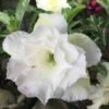 Adenium Obesum Cv.ang Snow Blanc - Taille Caudex D'environ 150g -Einhell Boutique 640392461b60f6.04502676