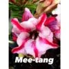 Adenium Obesum Cv Mee-tang Rose - Taille Caudex D'environ 2000g 25/30cm Très Gros Caudex -Einhell Boutique 640392494421e6.53917630