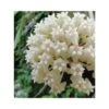 Hoya Loyceandrewsiana (fleur De Porcelaine, Fleur De Cire) Taille Pot De 2 Litres - 20/40 Cm -Einhell Boutique 6403924aace4c7.71307836