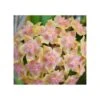 Hoya Vitellina (fleur De Porcelaine, Fleur De Cire) Taille Pot De 2 Litres - 20/40 Cm - Jaune Rose -Einhell Boutique 6403924c166ae9.83165352