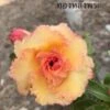 Adenium Obesum Cv.golden Buddha Orange - Taille Caudex D'environ 300g 20/25cm -Einhell Boutique 64039250b6a781.82306059