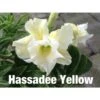 Adenium Obesum Cv.hussadee Yelow Blanc - Taille Caudex D'environ 300g 20/25cm -Einhell Boutique 64039254b651f8.67839412