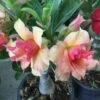 Adenium Obesum Cv.sherbet Jaune Et Rouge - Taille Caudex D'environ 300g 20/25cm -Einhell Boutique 6403925616d4b6.13204094