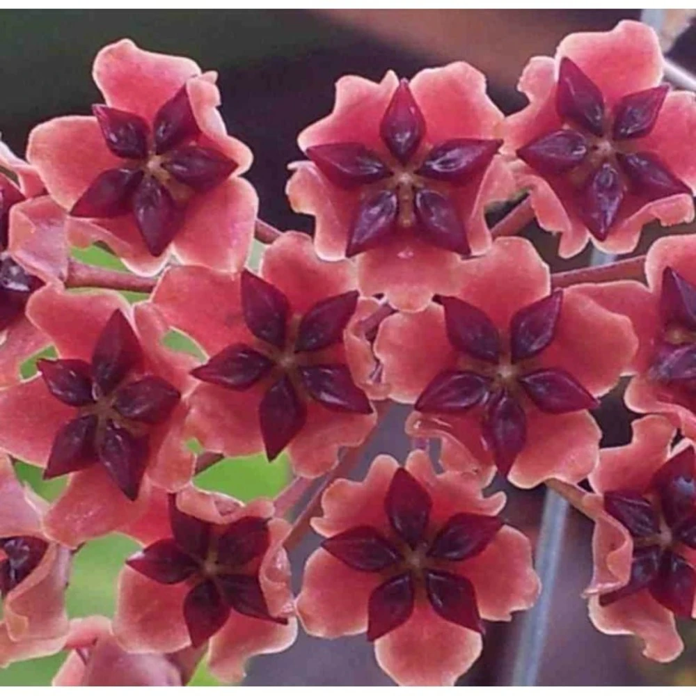 Hoya Bordenii (fleur De Porcelaine, Fleur De Cire) Taille Pot De 2 Litres - 20/40 Cm - Rose Violacé 3 Hoya Bordenii (fleur De Porcelaine, Fleur De Cire) Taille Pot De 2 Litres - 20/40 Cm - Rose Violacé