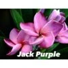 Plumeria Rubra "jack Purple" (frangipanier) Taille Pot De 2 Litres ? 20/30 Cm - Violet 2 Plumeria Rubra "jack Purple" (frangipanier) Taille Pot De 2 Litres ? 20/30 Cm - Violet -Einhell Boutique 6403926b357d01.74623251