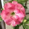Adenium Obesum Cv.leera Pink Rose - Taille Caudex D'environ 2000g 25/30cm Très Gros Caudex -Einhell Boutique 640392708c6d49.04010223
