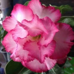 Adenium Obesum Cv.leera Pink Rose - Taille Caudex D'environ 2000g 25/30cm Très Gros Caudex -Einhell Boutique 640392709072b9.77914325