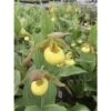 Cypripedium "kristy Lyn" (orchidées Terrestres) Taille Pot De 1 Litre - 0/60 Cm -Einhell Boutique 6403941d9a50e4.73438239