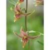 Epipactis Gigantea Taille Pot De 1 Litre - 0/60 Cm - Rouge
