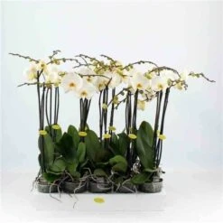 Phalaenopsis Hybride Blanche (orchidée Papillon) Taille Pot De 2 Litres - 60/80 Cm -Einhell Boutique 64039425b0aca3.41458917