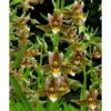 Epipactis "sabine" Taille Pot De 1 Litre - 0/60 Cm - Jaune Et Blanc -Einhell Boutique 64039426dee7e9.31839323