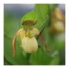 Cypripedium "victoria" (orchidées Terrestres) Taille Pot De 1 Litre - 0/60 Cm -Einhell Boutique 6403942804e074.75461803