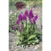 Dactylorhiza Purpurella Taille Pot De 1 Litre - 0/60 Cm -Einhell Boutique 6403942b847452.91646755