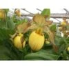 Cypripedium "inge" (orchidées Terrestres) Taille Pot De 1 Litre - 0/60 Cm -Einhell Boutique 6403943074c409.25120196