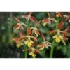 Calanthe Takane Jaune - Taille Pot De 1 Litre - 0/60 Cm -Einhell Boutique 64039431a305e8.36075581