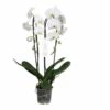 Phalaenopsis Hybride Tsarine Blanche (orchidée Papillon) Taille Pot De 2 Litres - 60/80 Cm -Einhell Boutique 64039432d30f26.02674241
