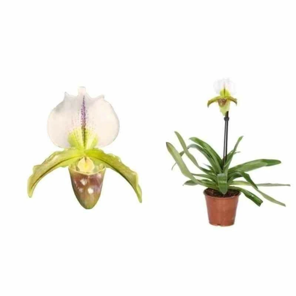 Paphiopedilum Hybride (sabot De Venus) Taille Pot De 0.5 Litre - 20/30 Cm 3 Paphiopedilum Hybride (sabot De Venus) Taille Pot De 0.5 Litre - 20/30 Cm