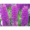 Dactylorhiza Foliorella Taille Pot De 1 Litre - 0/60 Cm 2 Dactylorhiza Foliorella Taille Pot De 1 Litre - 0/60 Cm -Einhell Boutique 64039439288bc5.13603316