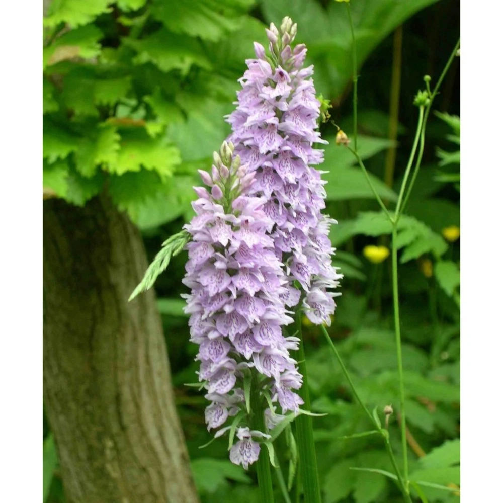 Dactylorhiza Fuchsii Taille Pot De 1 Litre - 0/80 Cm 3 Dactylorhiza Fuchsii Taille Pot De 1 Litre - 0/80 Cm