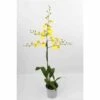 Oncidium Hybride Taille Pot De 1 Litre - 30/50 Cm -Einhell Boutique 6403943e198ea1.04176204