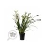 Cymbidium Hybride Blanche Taille Pot De 1 Litre ? 60/80cm -Einhell Boutique 64039440719a47.07305609