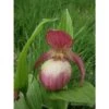 Cypripedium "sabine" (orchidées Terrestres) Taille Pot De 1 Litre - 0/60 Cm -Einhell Boutique 640394432c6b23.04290074