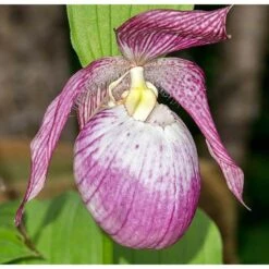 Cypripedium "sabine" (orchidées Terrestres) Taille Pot De 1 Litre - 0/60 Cm -Einhell Boutique 640394432f9b38.41064890