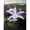 Pleione Formosana Taille Pot De 1 Litre - 0/40 Cm - Blanc Et Rose -Einhell Boutique 64039446065fa7.36265154