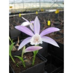 Pleione Formosana Taille Pot De 1 Litre - 0/40 Cm - Blanc Et Rose
