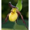Cypripedium "emil" (orchidées Terrestres) Taille Pot De 1 Litre - 0/60 Cm -Einhell Boutique 640394478eb604.74353989