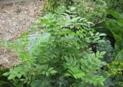 Kit De Culture - Réglisse Glabre - 30 Graines - Glycyrrhiza Glabra 14 Kit De Culture - Réglisse Glabre - 30 Graines - Glycyrrhiza Glabra -Einhell Boutique 6406410a16bf83.47783647