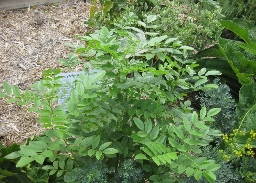 Kit De Culture - Réglisse Glabre - 30 Graines - Glycyrrhiza Glabra 8 Kit De Culture - Réglisse Glabre - 30 Graines - Glycyrrhiza Glabra – Image 6