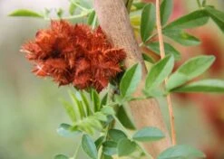 Kit De Culture - Réglisse Glabre - 30 Graines - Glycyrrhiza Glabra 15 Kit De Culture - Réglisse Glabre - 30 Graines - Glycyrrhiza Glabra -Einhell Boutique 6406410a209c89.30083394