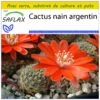 Kit De Culture - Cactus Nain Argentin - 40 Graines - Rebutia / Mix -Einhell Boutique 640641132ec8f0.32383726