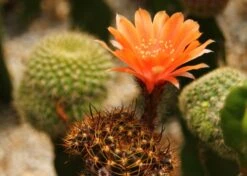 Kit De Culture - Cactus Nain Argentin - 40 Graines - Rebutia / Mix -Einhell Boutique 640641133d8f32.78608637
