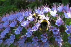 Kit De Culture - Vipérine De Madère - 100 Graines - Echium Fastuosa -Einhell Boutique 64064122857f33.93017870